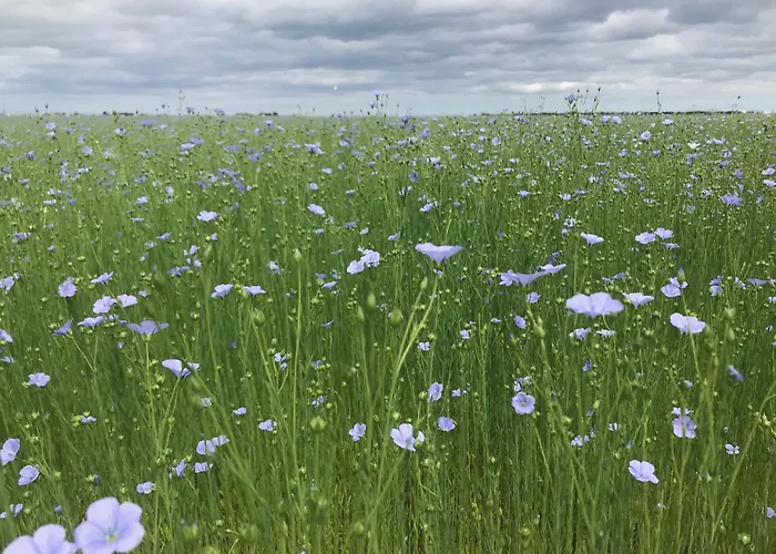 Maison De Bord De ליון-סור-מר